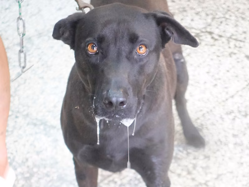 Black adult female mixed-breed dog, Large, shelter no. …0653