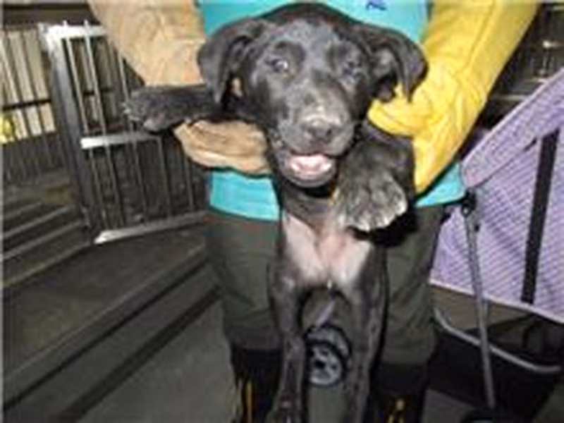 Black female mixed-breed dog, Small, shelter no. …5001