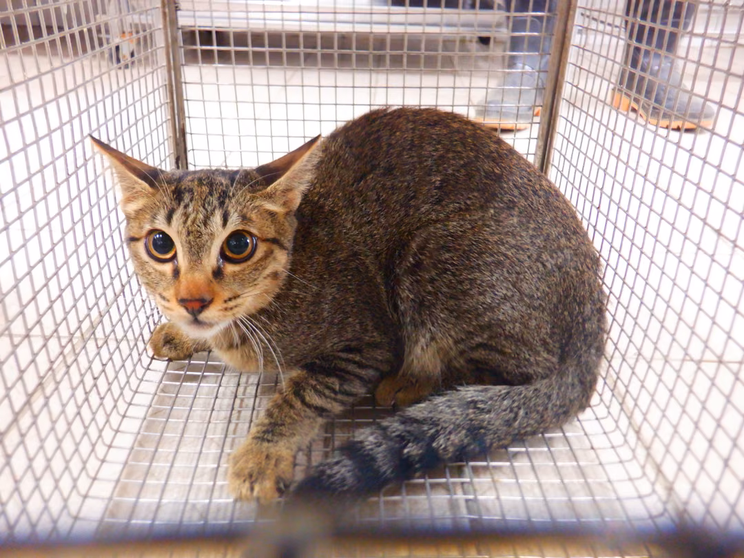 Tabby adult female mixed-breed cat, Small, shelter no. …4C14