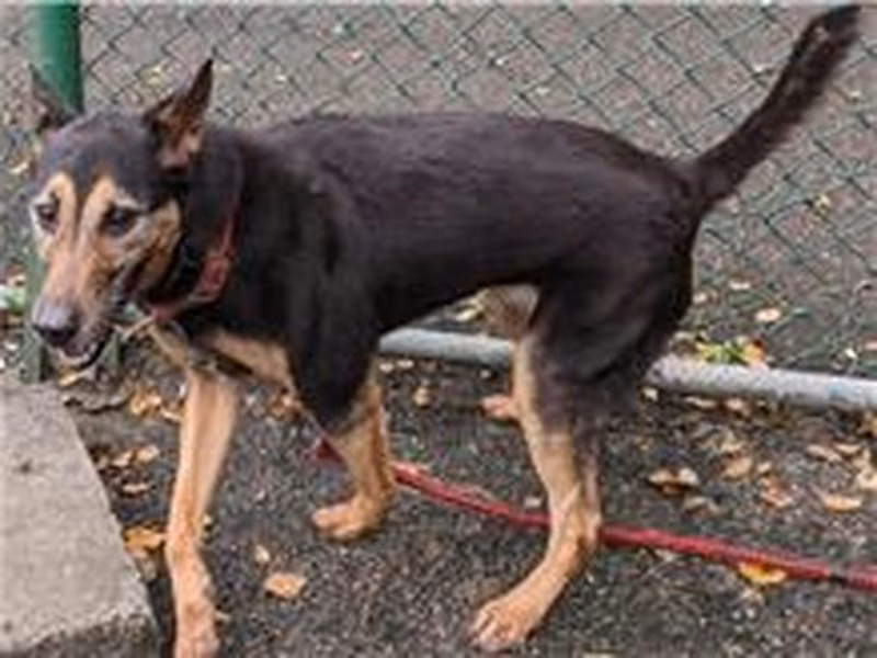 Black-and-brown adult female mixed-breed dog, Medium, shelter no. …0506