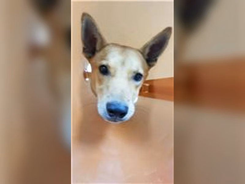 ミックス犬（オス・成犬・茶と白）、大型, 施設番号 …7011