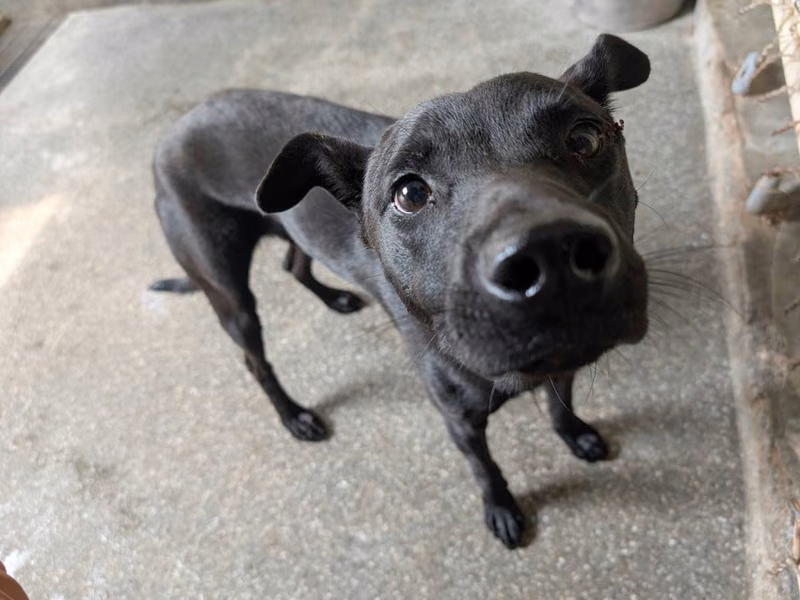 Black adult male mixed-breed dog, Large, shelter no. …2806