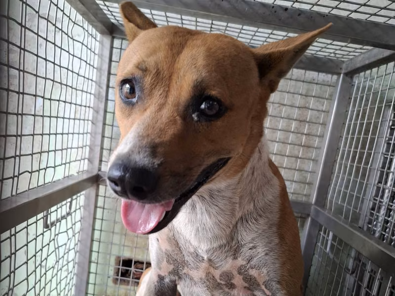 Tan-and-white adult female mixed-breed dog, Large, shelter no. …3-01