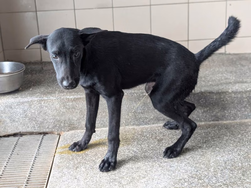 Black adult male mixed-breed dog, Large, shelter no. …2317