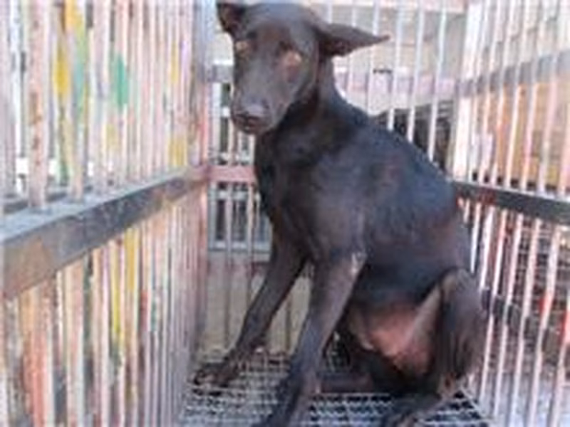 Black female mixed-breed dog, Medium, shelter no. …8004