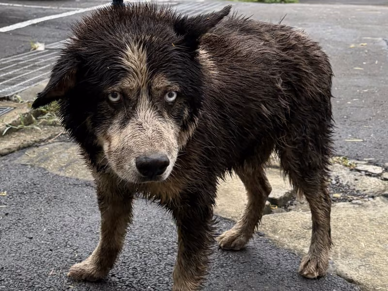 Black adult male mixed-breed dog, Medium, shelter no. …7002