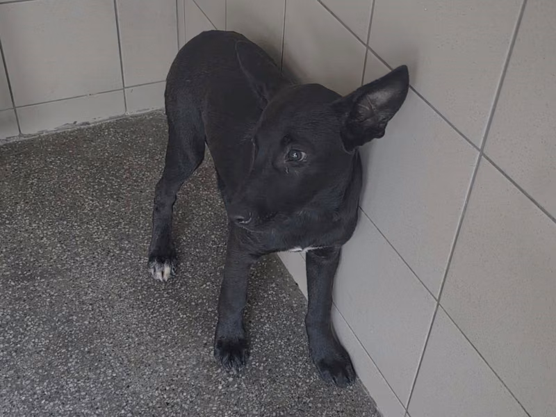 Black adult female mixed-breed dog, Large, shelter no. …1604