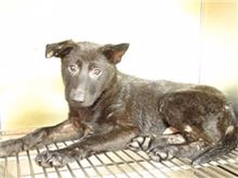 Black young male mixed-breed dog, Small, shelter no. …2807