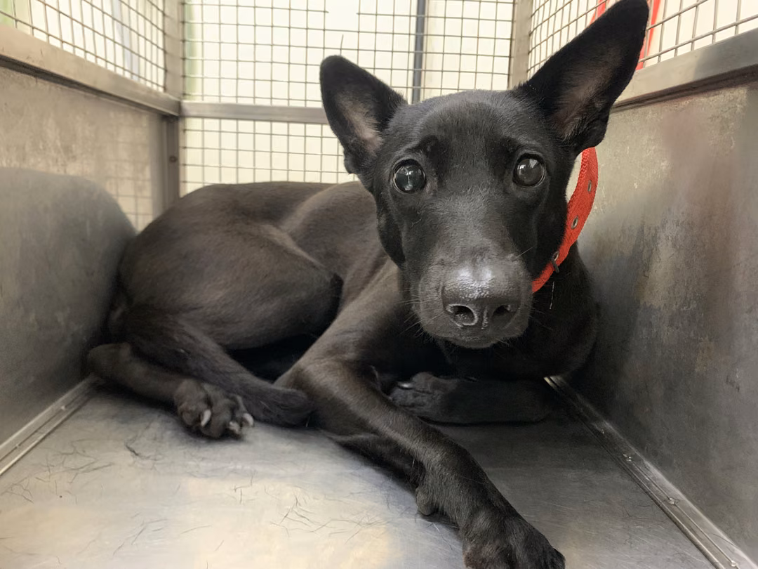 Black adult female mixed-breed dog, Medium, shelter no. …0802