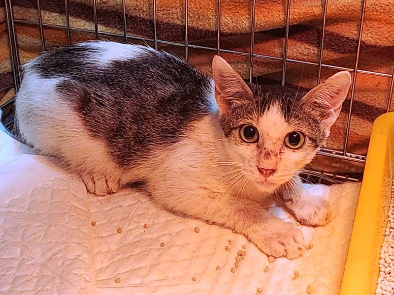 Tabby-and-white young male mixed-breed cat, Small, shelter no. …2002