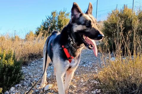 Xareni, Adult · Female · Medium · Mixed breed