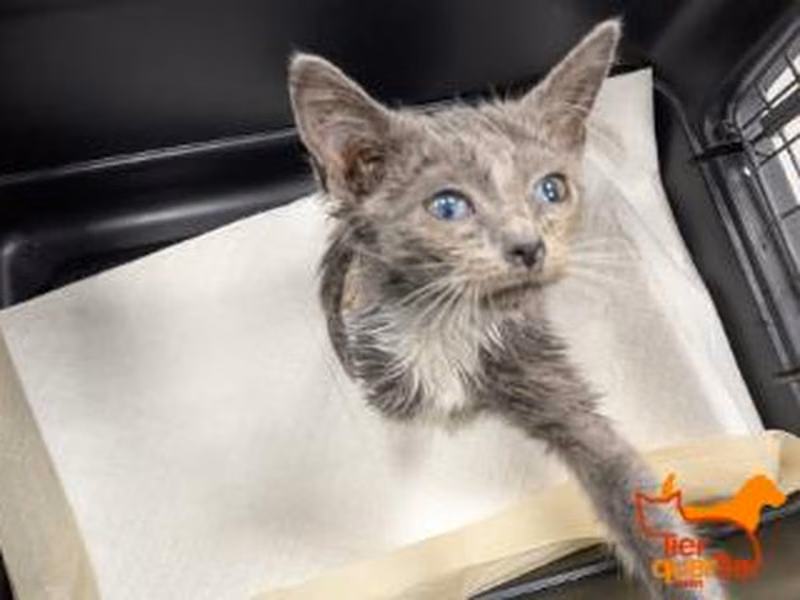 Gray young female European Shorthair, shelter no. …4190