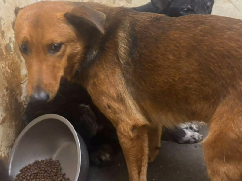 Black-and-tan adult male mixed-breed dog, Medium, shelter no. …2205