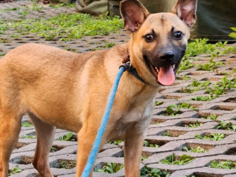 Tan young female mixed-breed dog, Small, shelter no. …3003