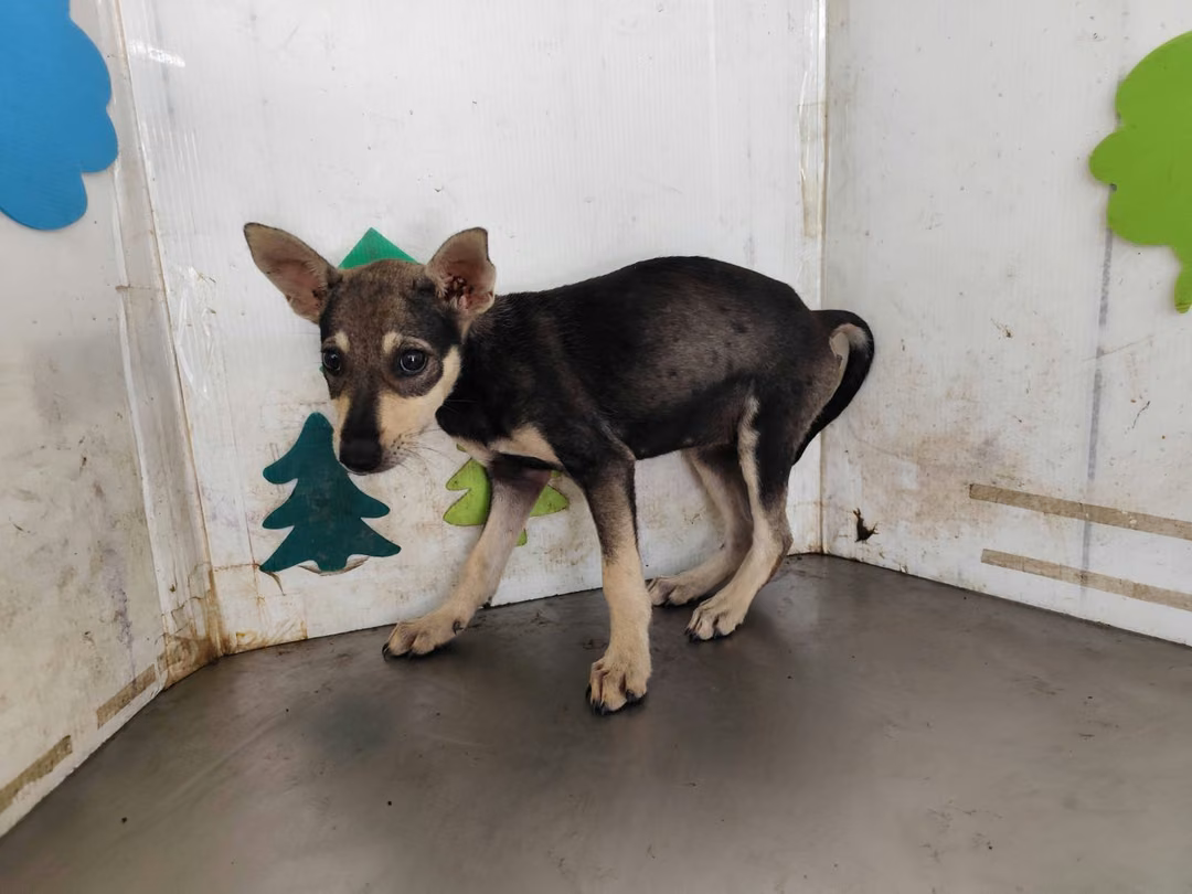 Black young female mixed-breed dog, Medium, shelter no. …0516