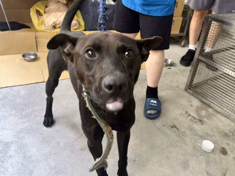 Black adult male mixed-breed dog, Medium, shelter no. …0202
