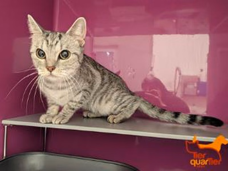 Gray tabby young female European Shorthair, shelter no. …3949