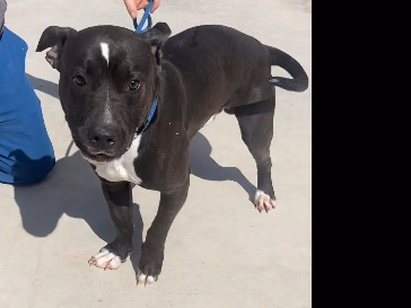 Delaware, Adult · Male · Medium · American Staffordshire Terrier
