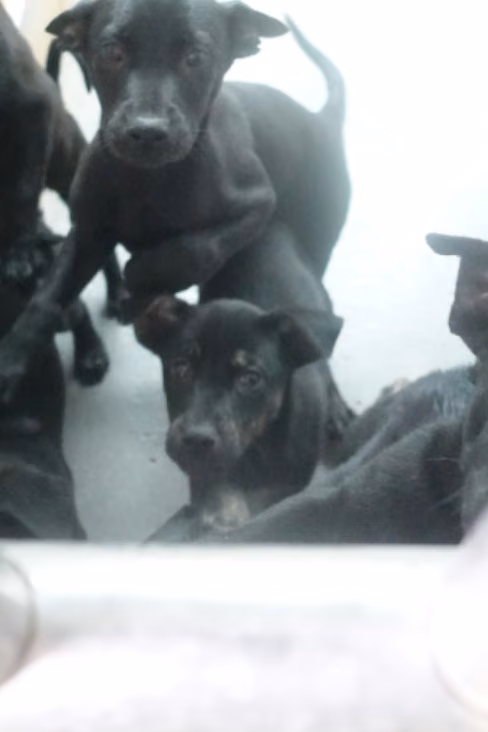 Black young mixed-breed dog, Small, shelter no. …0368