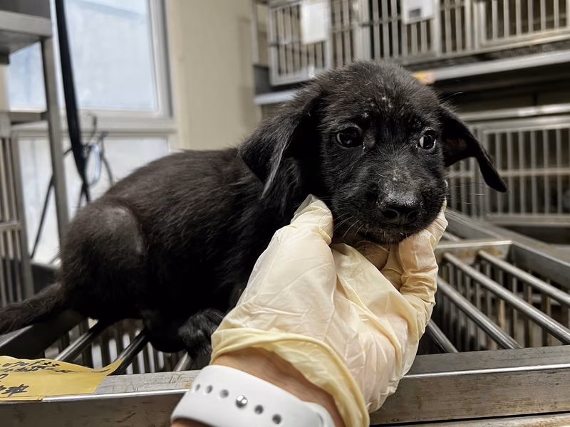 Black young male mixed-breed dog, Small, shelter no. …9007