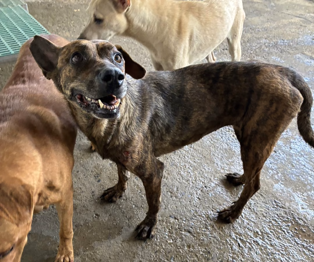 Tabby adult female mixed-breed dog, Medium, shelter no. …5005