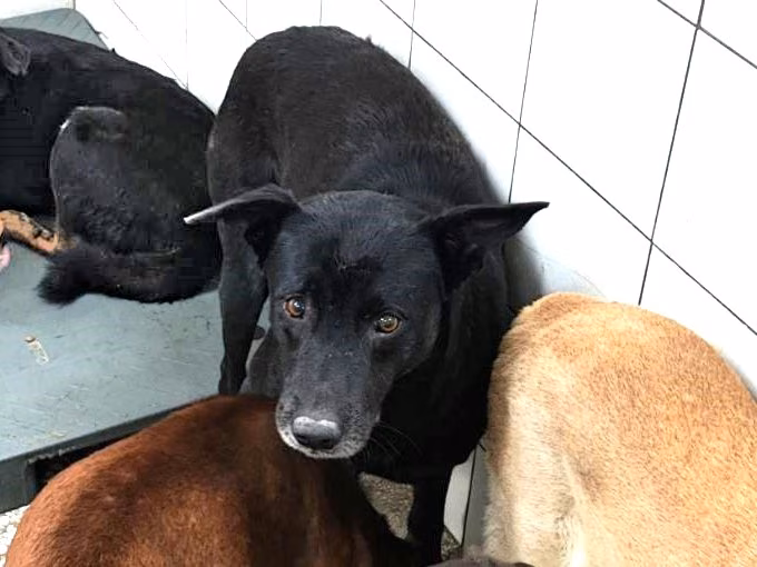 Black adult male mixed-breed dog, Large, shelter no. …7001