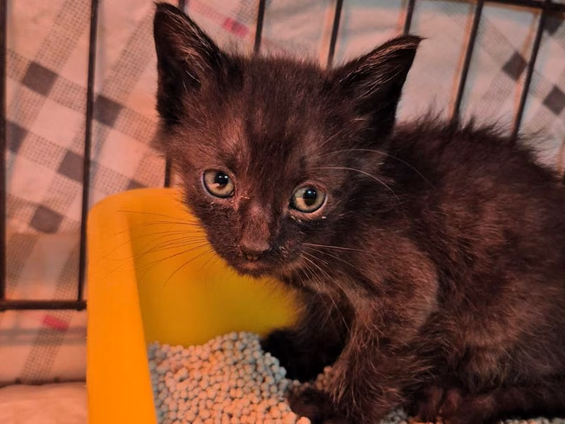 Black young male mixed-breed cat, Small, shelter no. …5002