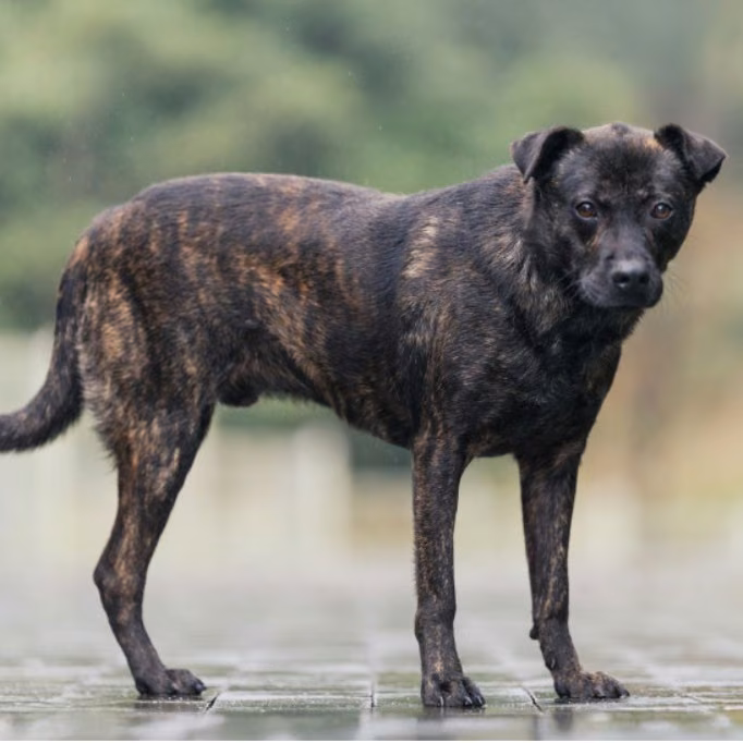 Tabby adult male mixed-breed dog, Medium, shelter no. …5001
