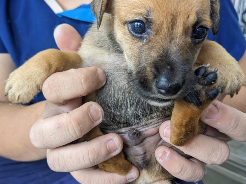 Brown-and-black young male mixed-breed dog, Medium, shelter no. …7006