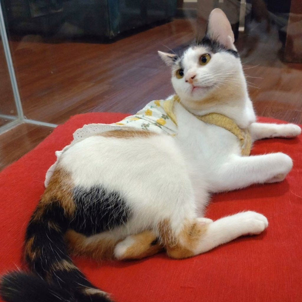 Calico young female mixed-breed cat, Small, shelter no. …1206