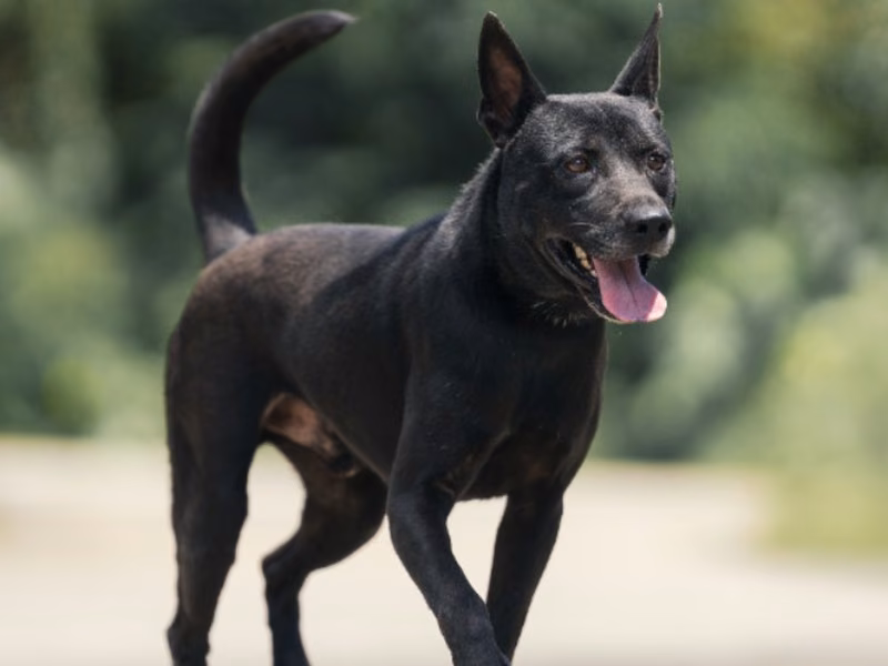 Black adult male mixed-breed dog, Medium, shelter no. …1001