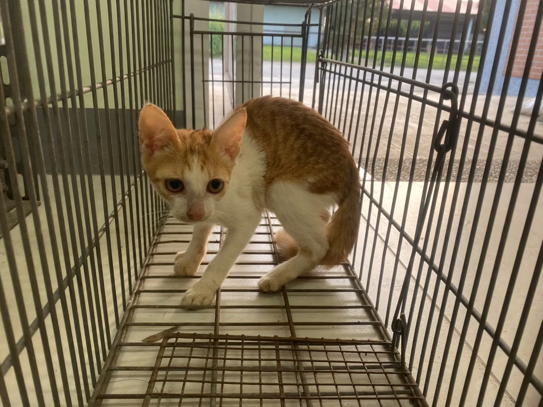 Young female mixed-breed cat, Small, shelter no. …8C10