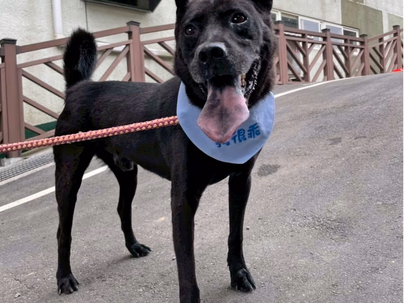 Black adult male mixed-breed dog, Medium, shelter no. …0001