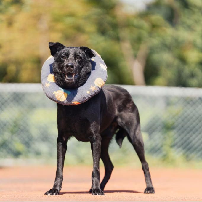 Black adult male mixed-breed dog, Medium, shelter no. …0701
