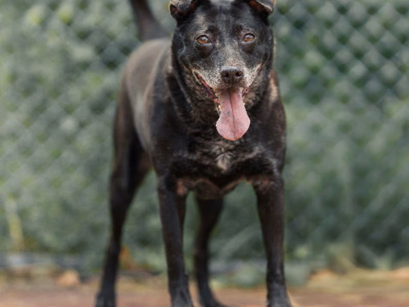 Black adult female mixed-breed dog, Medium, shelter no. …0102
