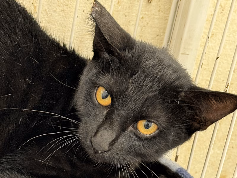 Black adult female mixed-breed cat, Large, shelter no. …8001