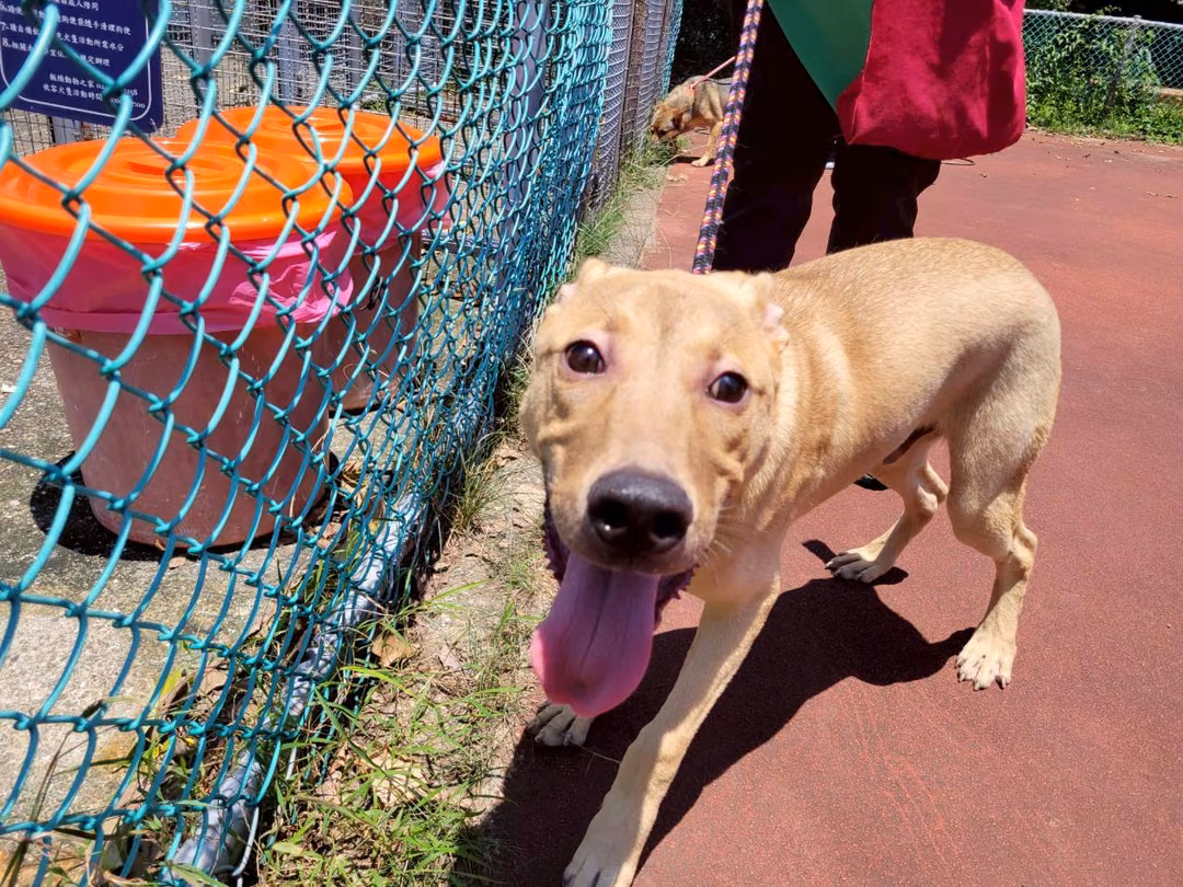 Tan adult male mixed-breed dog, Medium, shelter no. …2404