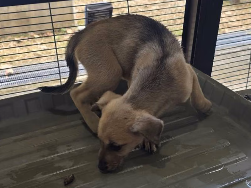 黃色青年母混種犬，小型, 收容編號 …2904
