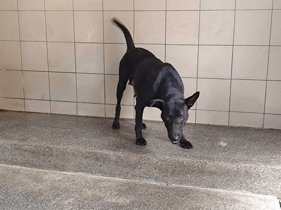 Black adult female mixed-breed dog, Large, shelter no. …1101
