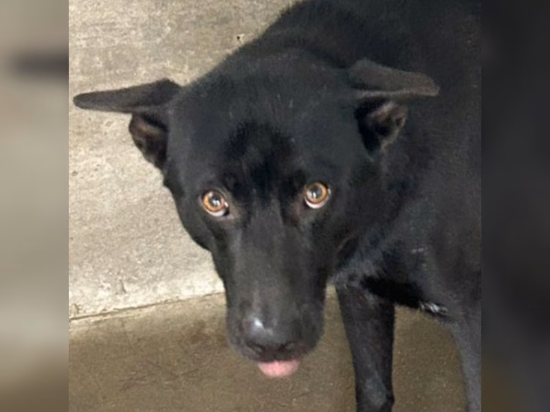 Black adult male mixed-breed dog, Large, shelter no. …7015