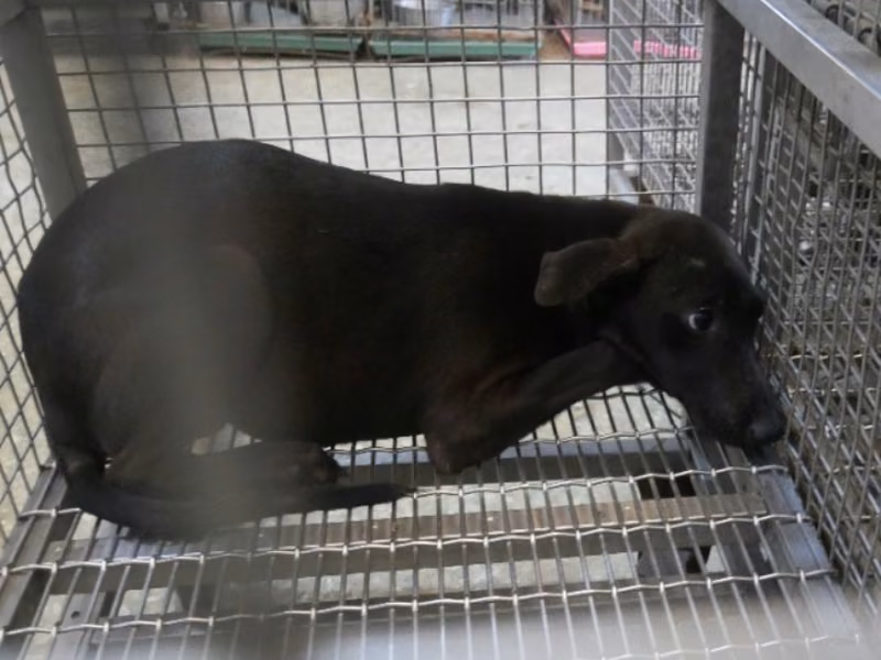 Black adult female mixed-breed dog, Medium, shelter no. …8-04
