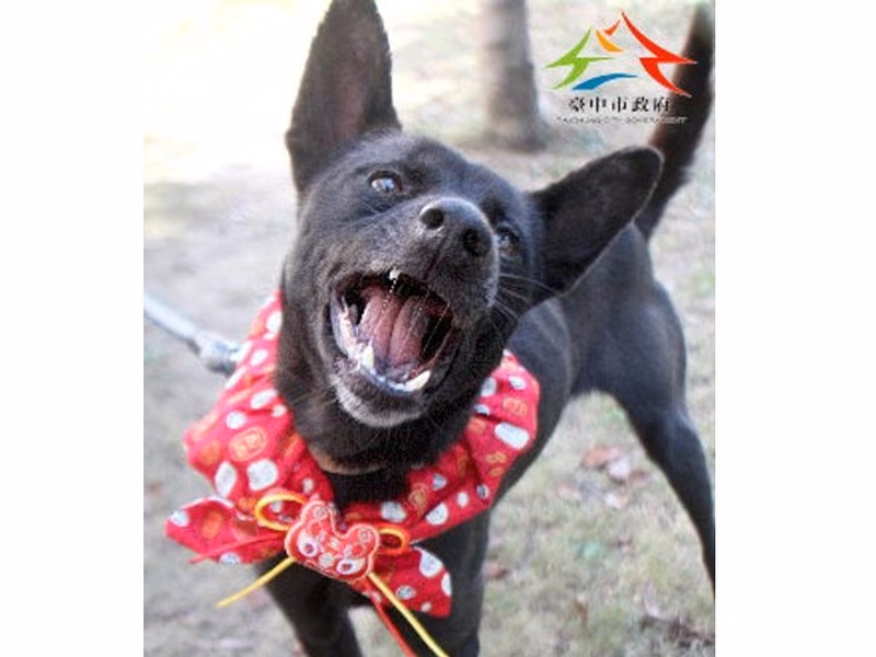 Black adult female mixed-breed dog, Large, shelter no. …6007