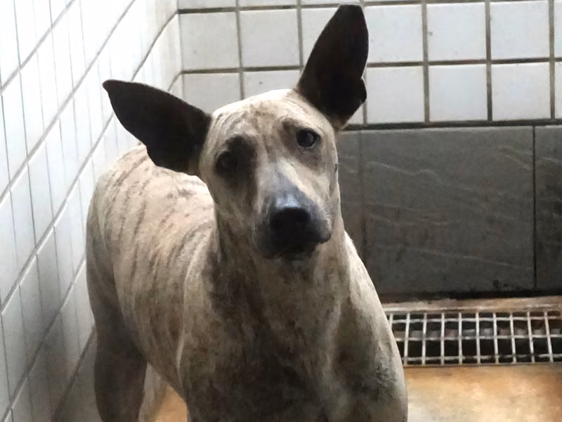 Tabby adult male mixed-breed dog, Large, shelter no. …0554