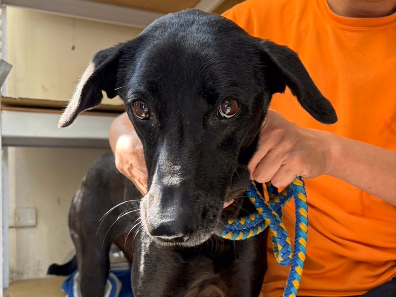 Black adult female mixed-breed dog, Medium, shelter no. …2202