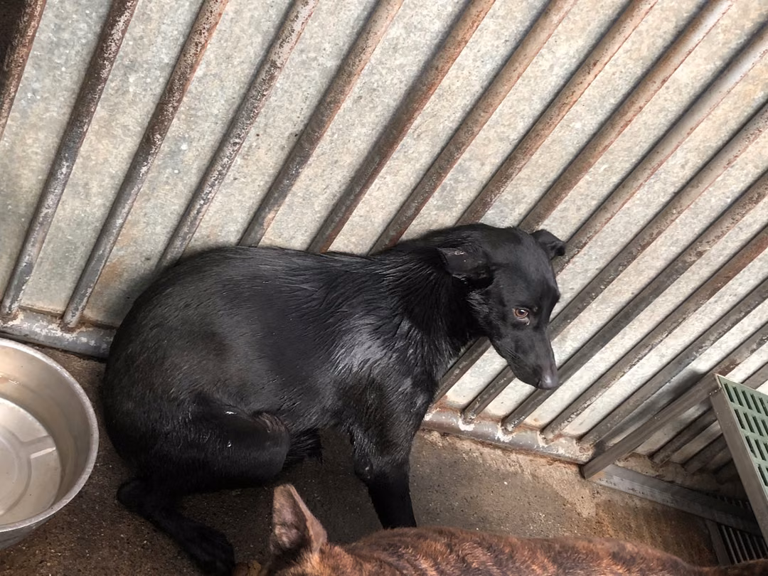 Black adult female mixed-breed dog, Medium, shelter no. …8001