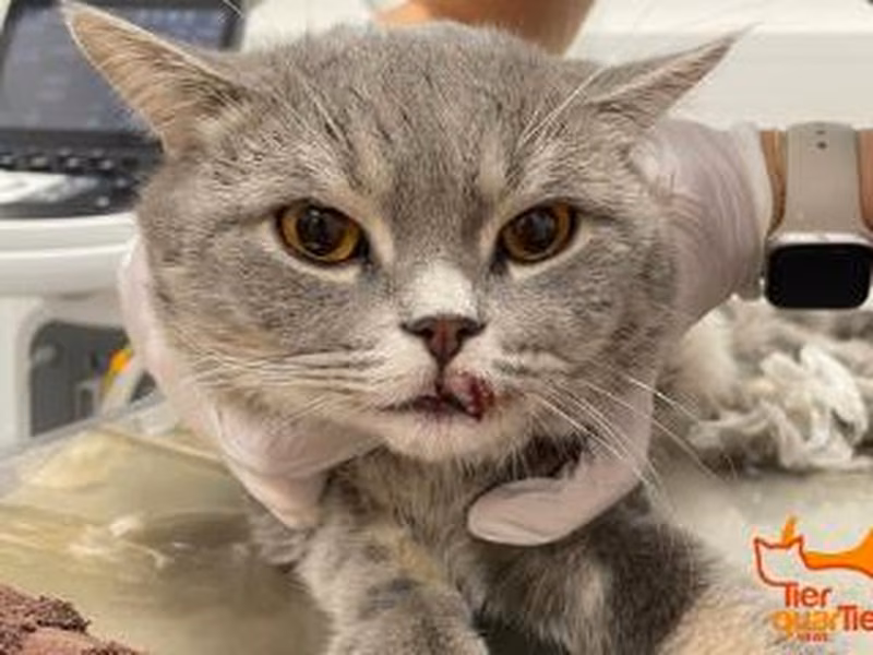 Gray male mixed-breed cat, shelter no. …3718