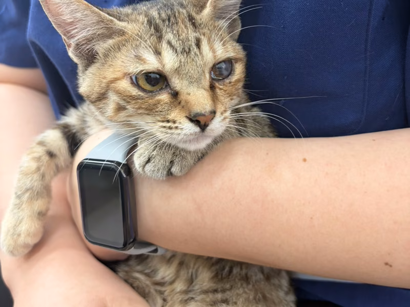 Young male mixed-breed cat, Small, shelter no. …3C05