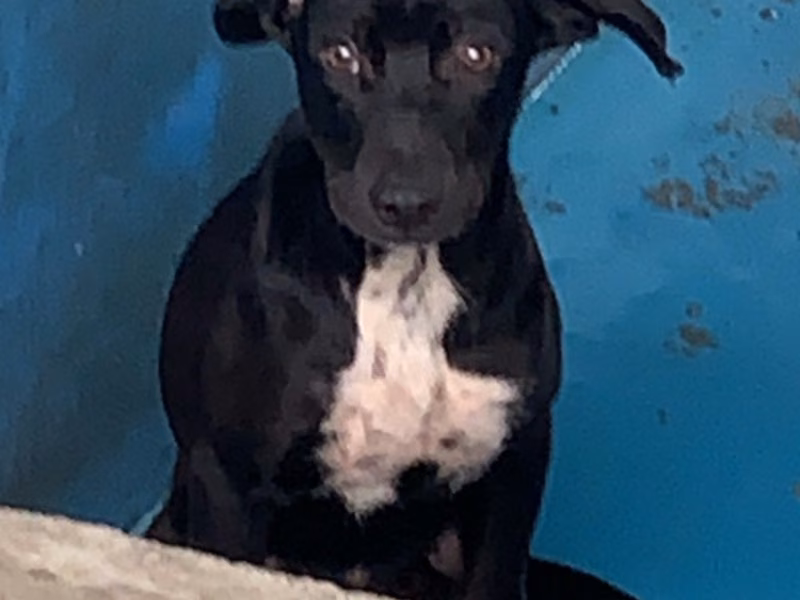 Black adult male mixed-breed dog, Large, shelter no. …1004