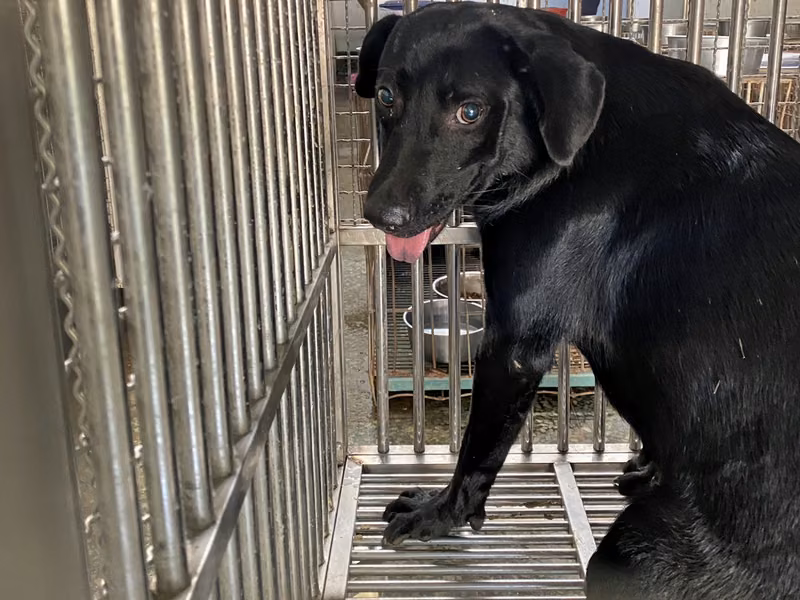 Black adult female mixed-breed dog, Medium, shelter no. …4-09