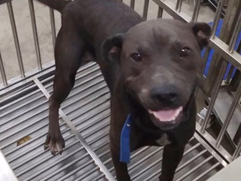 Black adult male mixed-breed dog, Large, shelter no. …6005